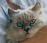 CHERRY01th.jpg (3532 Byte)