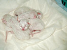 Kitties01th.jpg (4443 Byte)