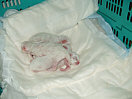 Kitties04th.jpg (5344 Byte)