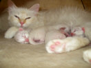 Kitties05th.jpg (4280 Byte)