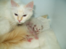 Kitties06th.jpg (3881 Byte)