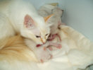 Kitties07th.jpg (4069 Byte)