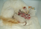 Kitties08th.jpg (4232 Byte)