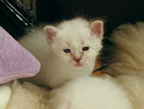 Kitties14th.jpg (4665 Byte)