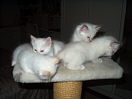 Kitties21th.jpg (3617 Byte)