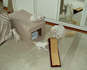 Kitties22th.jpg (4180 Byte)