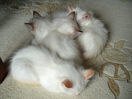 Kitties23th.jpg (4040 Byte)