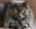 MAXI01th.jpg (4198 Byte)