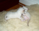 kitties09th.jpg (3843 Byte)
