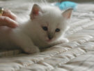 kitties18th.jpg (4695 Byte)