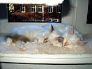 kitties29th.jpg (5476 Byte)