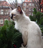 xelina1th.jpg (3736 Byte)